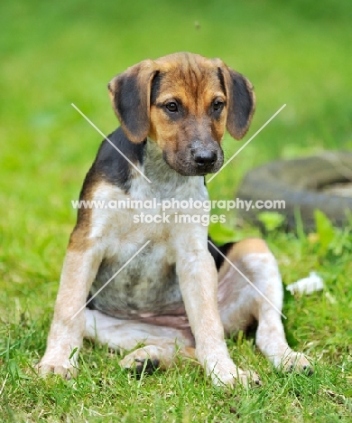 young old English type foxhound sitting down