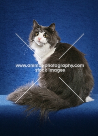 Norwegian Forest Cat on blue background, back view