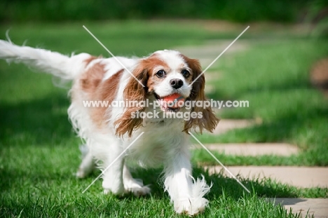 cavalier king charles spaniel running with ball in mouth