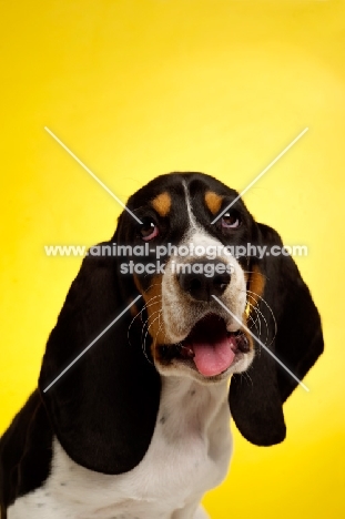 Basset Hound cross Spaniel puppy on a yellow background