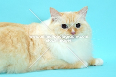 Red Point & White Ragdoll lying down