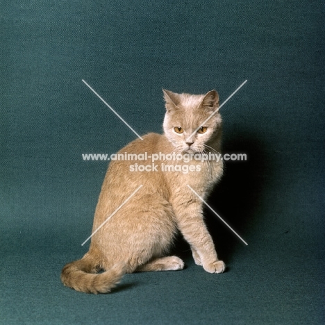 ch pensylva flaxen nymph, British Shorthair short hair cream cat looking over her shoulder