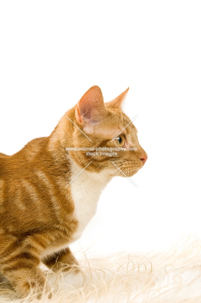 ginger tabby cat looking ahead