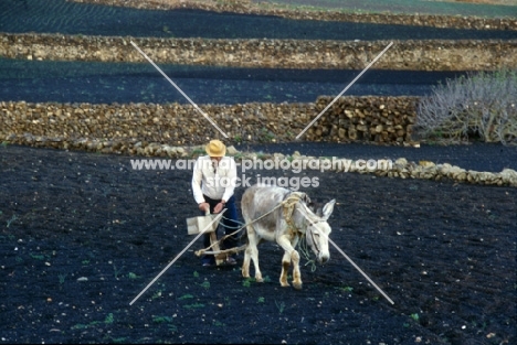 donkey working on lanzarote, canary islands