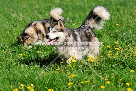 two Alaskan Malamutes in field