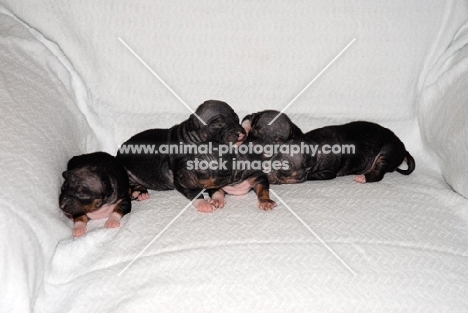 American Hairless Terrier puppies with early mousy coat, ten days old