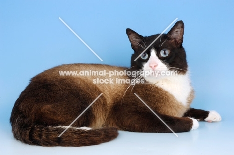 snowshoe cat