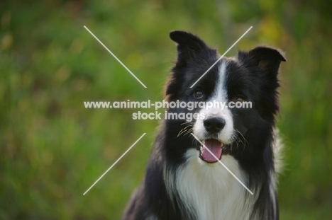 happy black and white border collie