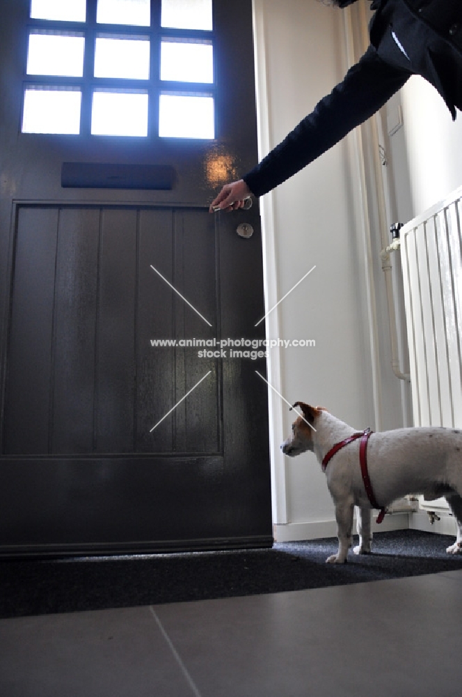 Jack Russell terrier waiting to go for a walk
