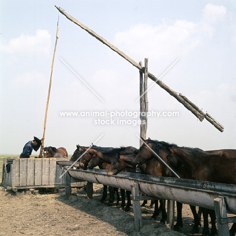 csikÃ³ pumps water at water crane for hungarian horses at trough on great hungarian plain, hortobagyi puszta, 