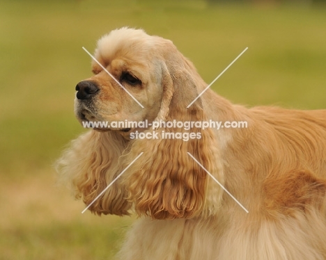 American Cocker Spaniel