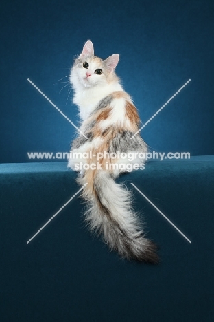 Turkish Van turning back