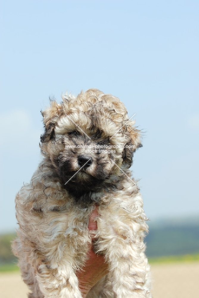 puli puppy, rare fawn colour