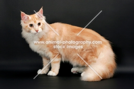 male Maine Coon cat looking aside, Red Silver Tabby & White