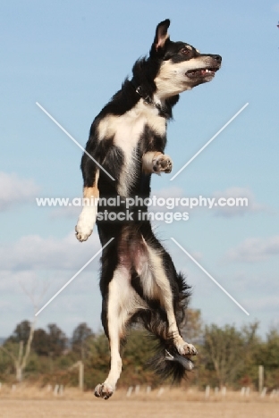 Crossbreed jumping