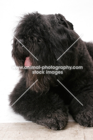 Australian Champion Bouvier des Flandres, portrait