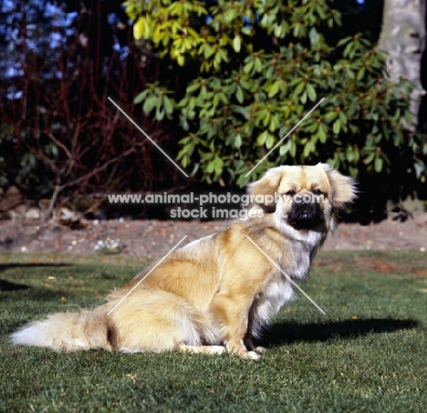 tibetan spaniel sitting on grass