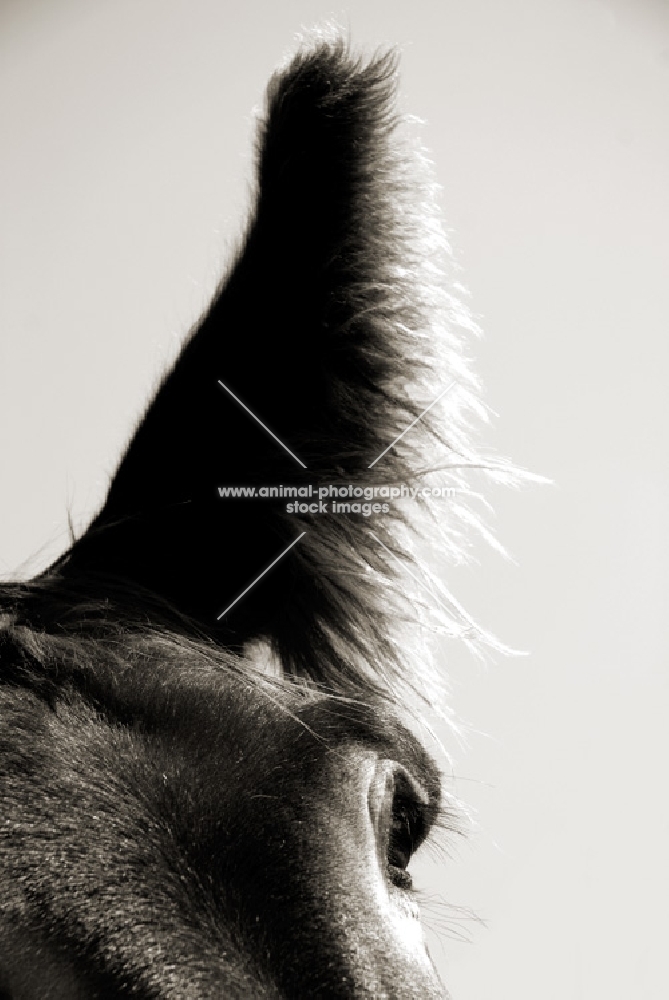 donkey ear, close up