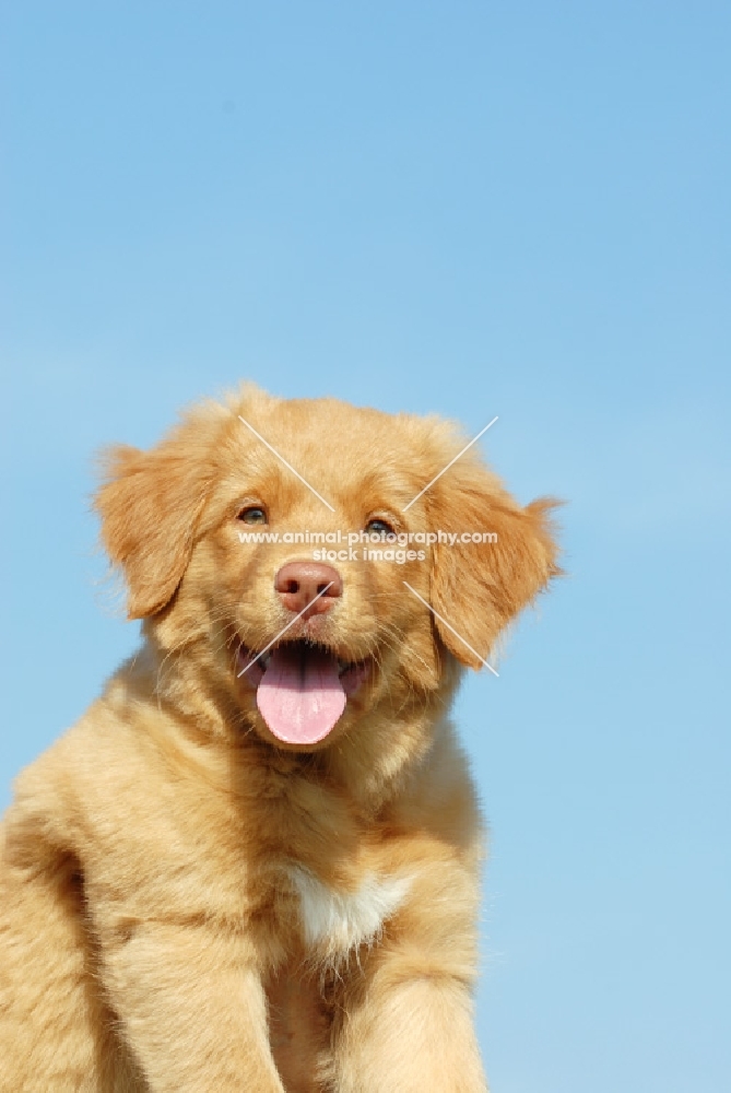 nova scotia duck tolling retriever puppy