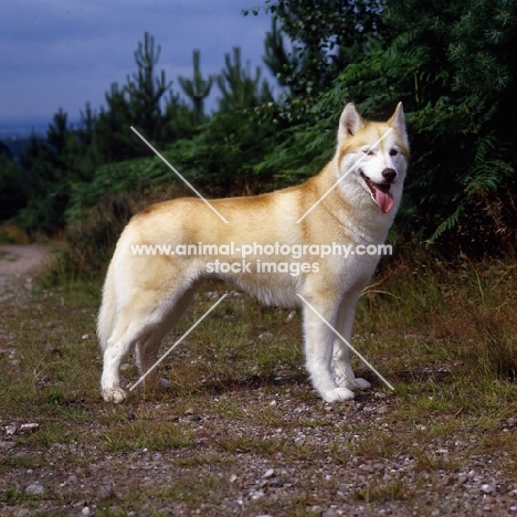 ch forstal's noushka, proud siberian husky standing at cannock chase