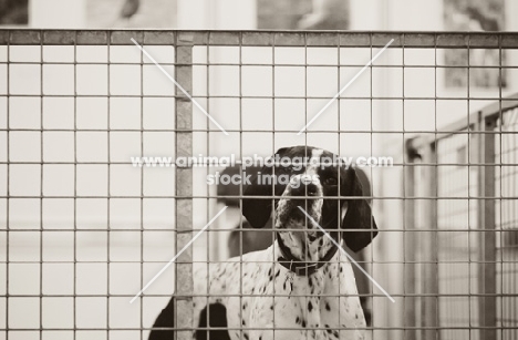 Young English Pointer cocking head at camera