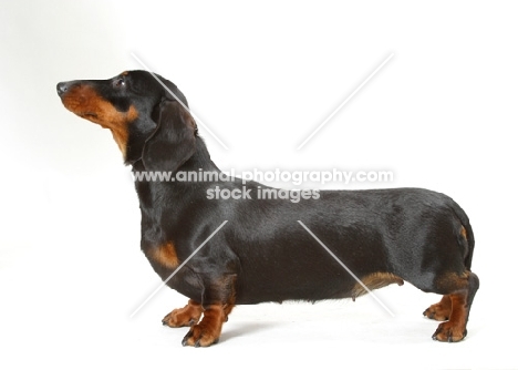Smooth miniature Dachshund, side view