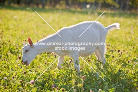 young white Saanen Dairy Goat kid grazing in green pasture