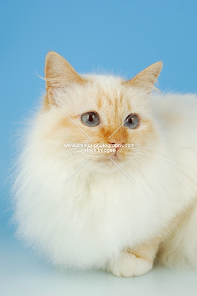 red point birman portrait