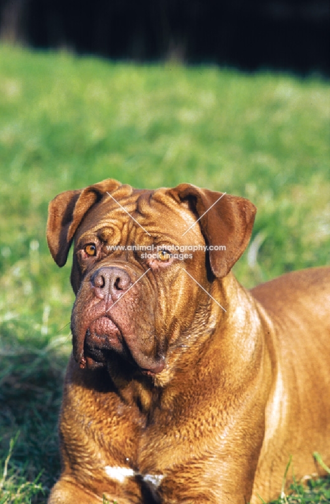 Dogue de Bordeaux