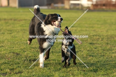Border Collie and Crossbred dog playing