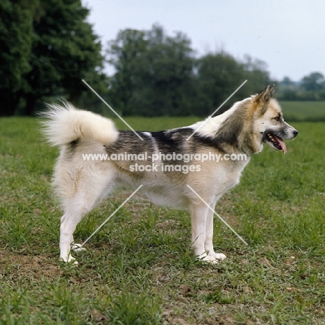 greenland dog, oonalik of kobe