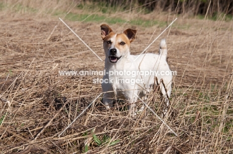 Jack Russell standing in field