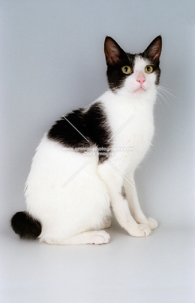 black and white Japanese Bobtail cat