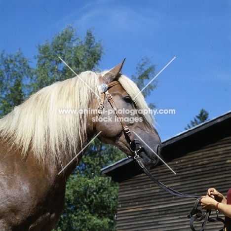 Kajova 6993, Finnish Horse at Ypäjä, head study