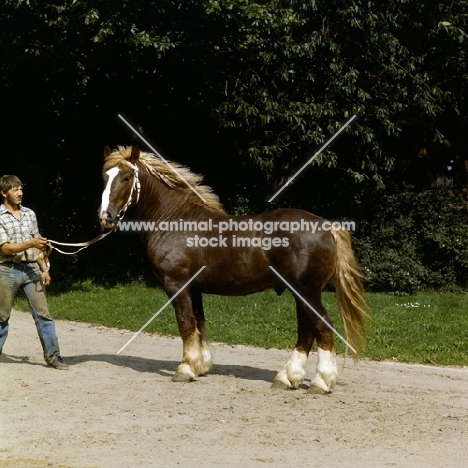 schleswig stallion with handler