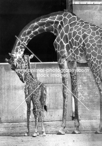 adult giraffe with baby