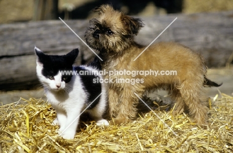 griffon puppy and kitten standing on straw