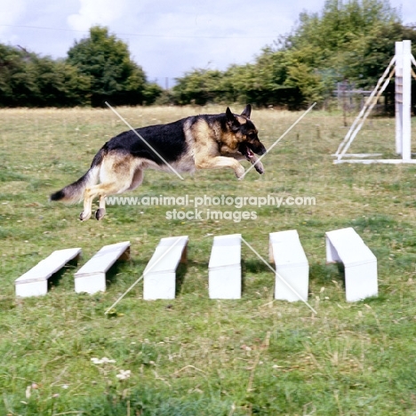 german shepherd dog jumping an obstacle