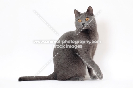 Chartreux cat on white background