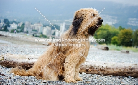 Briard sitting down