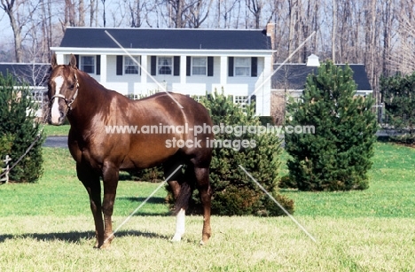 quarter horse at a ranch in the usa