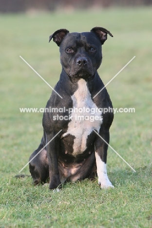 black and white Staffordshire Bull Terrier