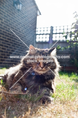 non pedigree cat enjoying sunshine in garden