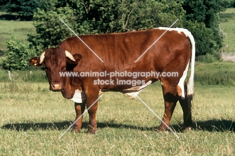 gloucester bull looking at camera