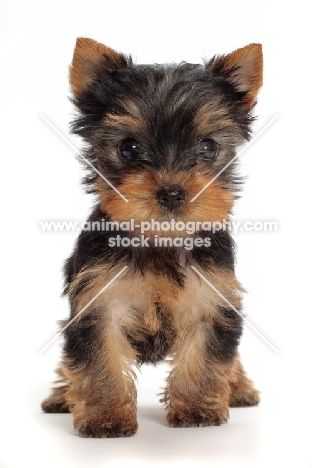 cute Yorkshire Terrier puppy on white background