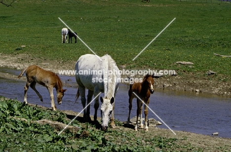 quarter horse mare and foals in pasture in usa