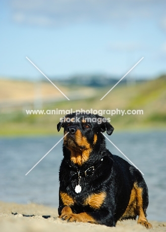 Rottweiler lying down on sand