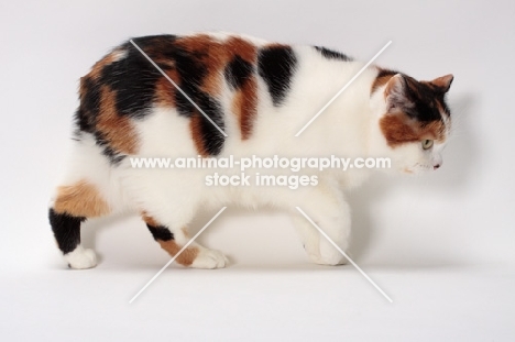 Tortoiseshell and White Manx cat