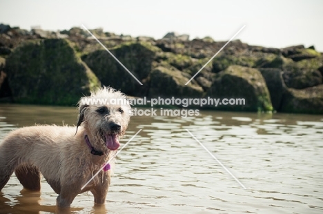 Lurcher in sea