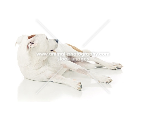 American Pit Bull Terrier looking away, resting